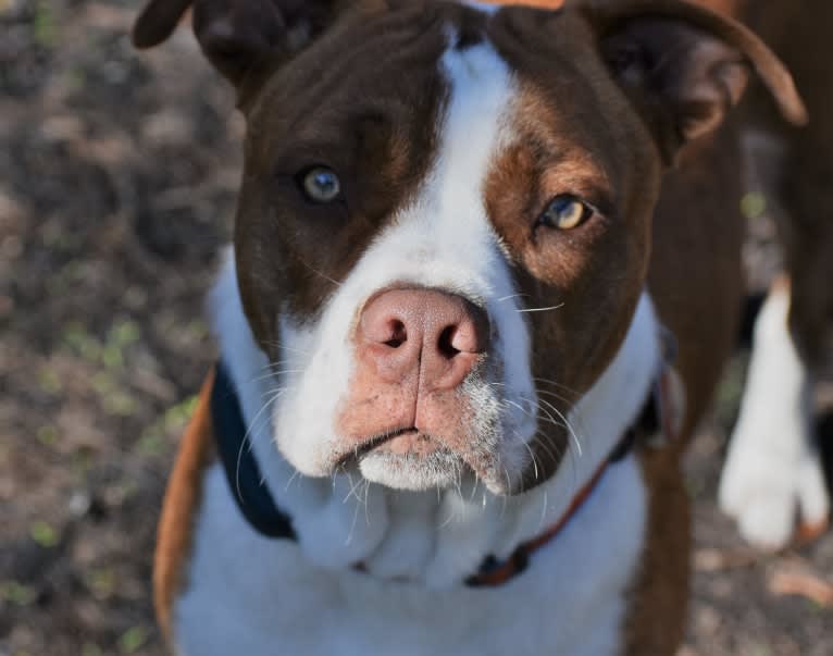 Charlie, an American Pit Bull Terrier and Bulldog mix tested with EmbarkVet.com