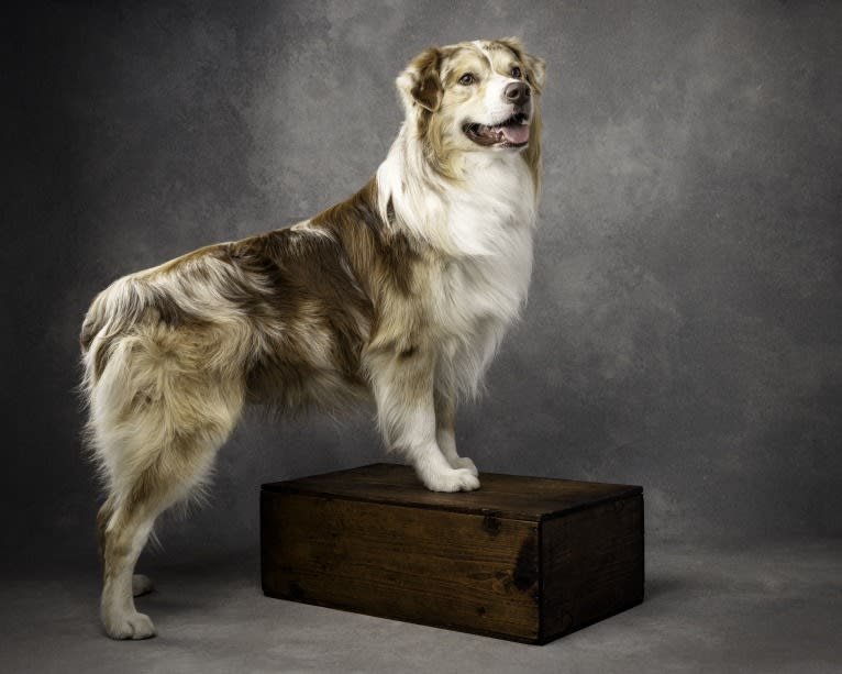 Neville, an Australian Shepherd tested with EmbarkVet.com