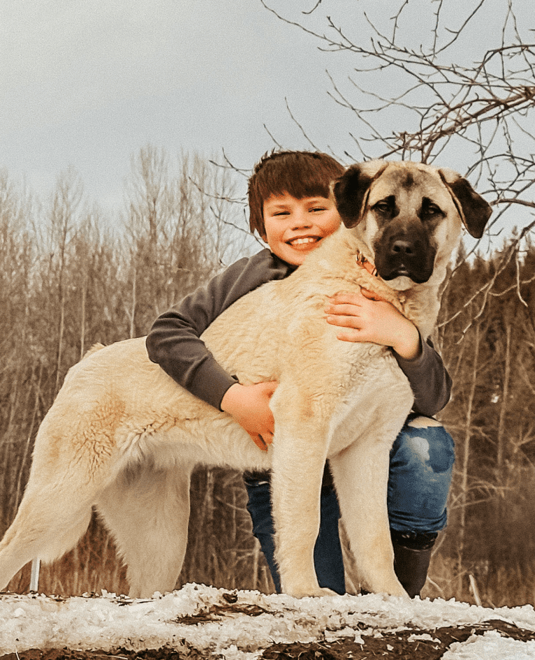 Daisy Duke, an Anatolian Shepherd Dog tested with EmbarkVet.com