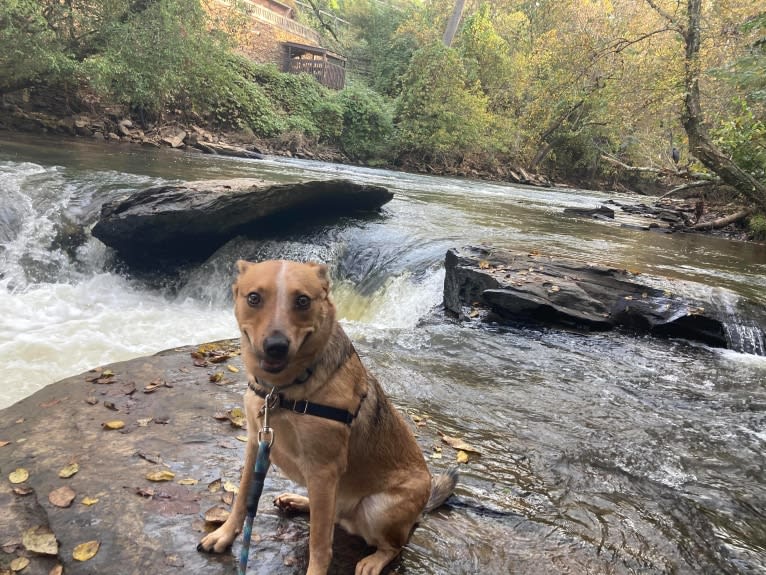 Melvin, an Australian Cattle Dog tested with EmbarkVet.com