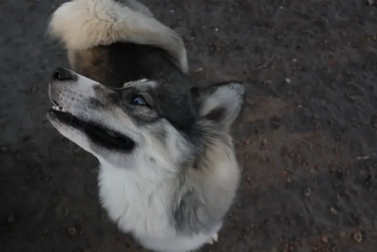 Iroh, a Siberian Husky tested with EmbarkVet.com