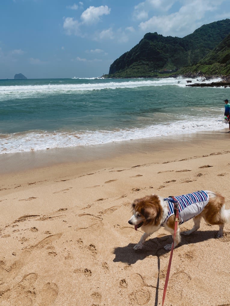 Captain, a Formosan Mountain Dog and Cocker Spaniel mix tested with EmbarkVet.com