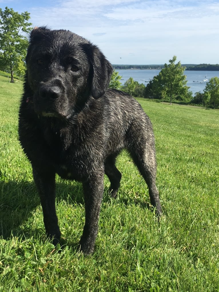 Ula, a Labrador Retriever and Saint Bernard mix tested with EmbarkVet.com