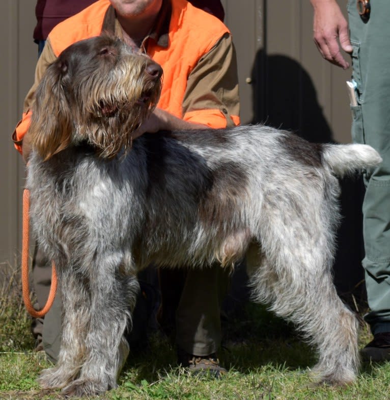 Bear, a Spinone Italiano tested with EmbarkVet.com