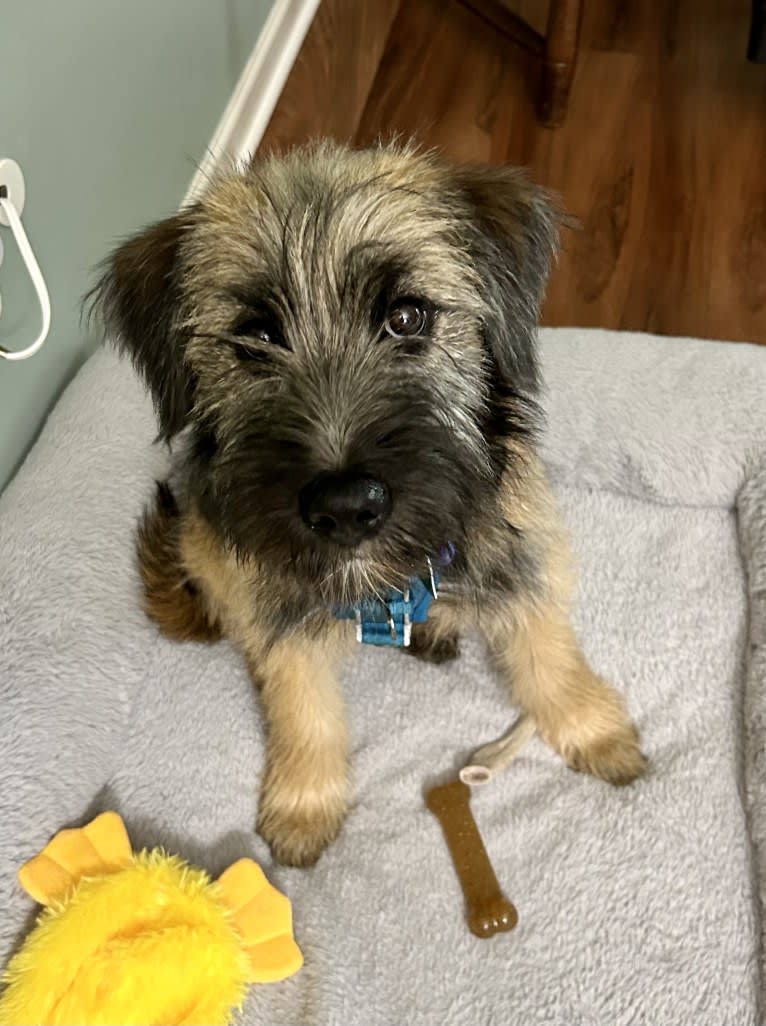 Pickles, a Norwegian Elkhound and Soft Coated Wheaten Terrier mix tested with EmbarkVet.com