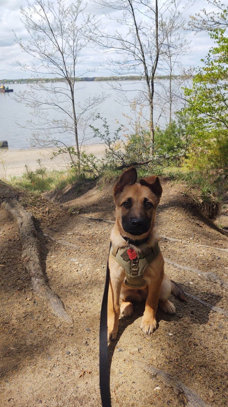 Everhett, a German Shepherd Dog and Australian Cattle Dog mix tested with EmbarkVet.com