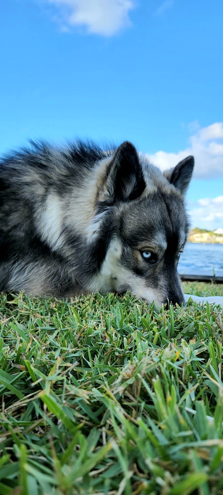 KYLO, a Siberian Husky tested with EmbarkVet.com