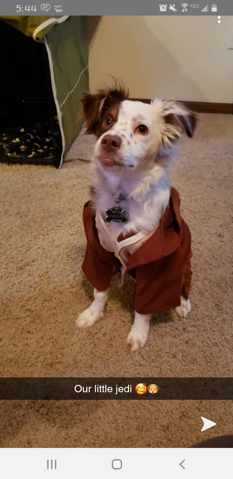 Berlin, an Australian Shepherd tested with EmbarkVet.com