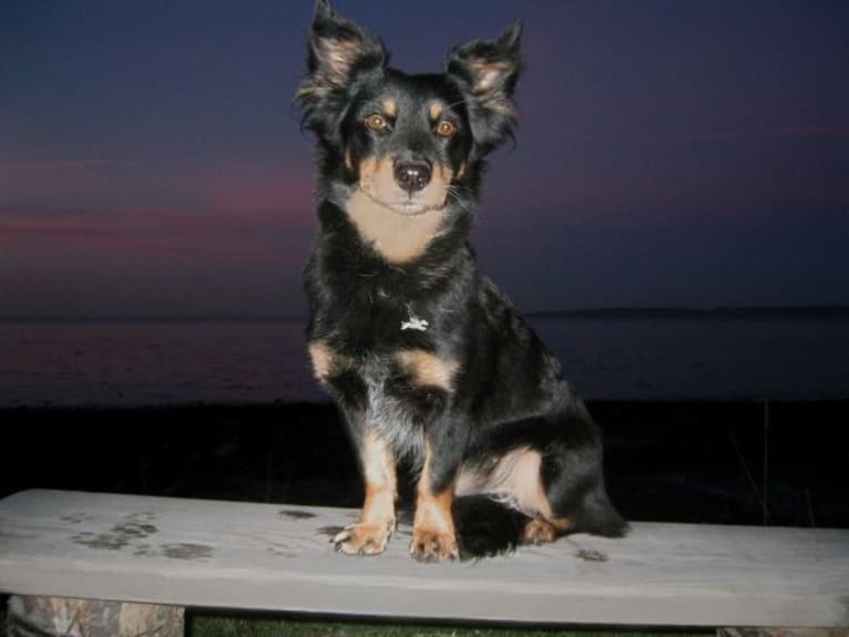FrendL (The Fabulous & Occasionally Ferocious), a Rottweiler and German Shepherd Dog mix tested with EmbarkVet.com