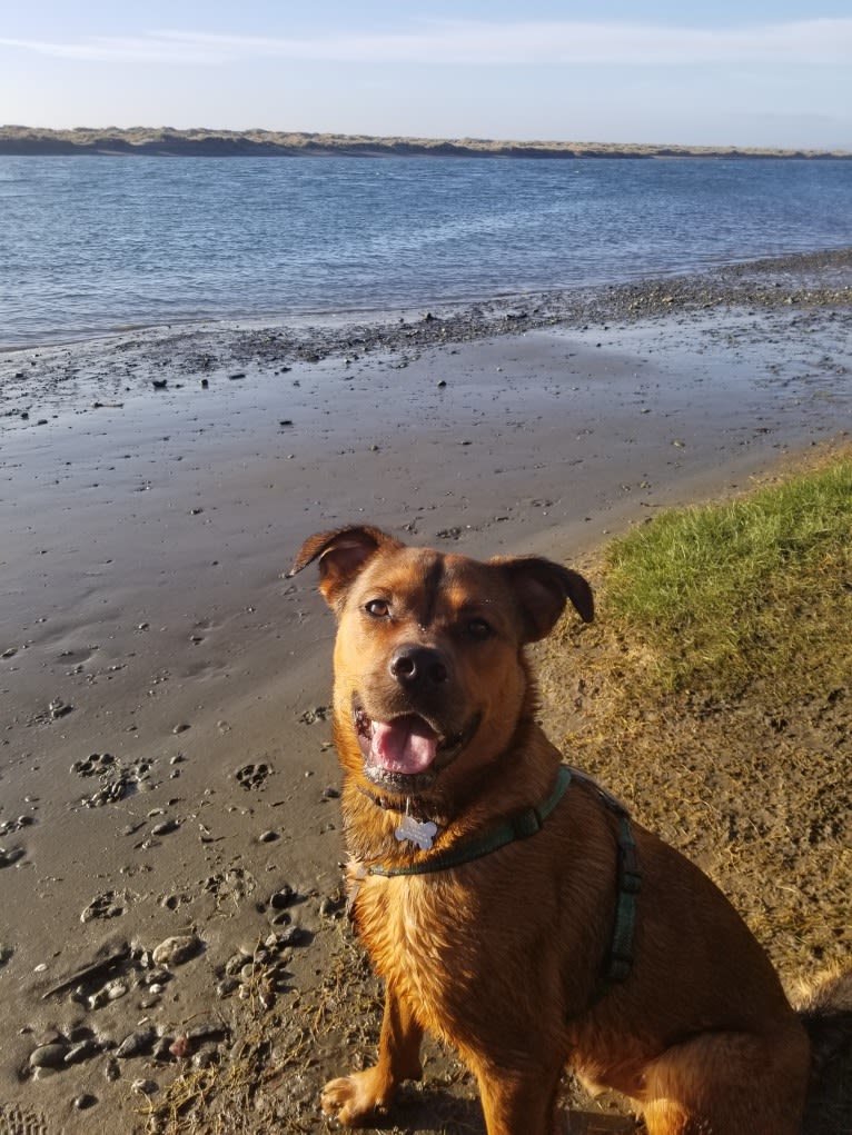 Oso, a Rottweiler and American Pit Bull Terrier mix tested with EmbarkVet.com