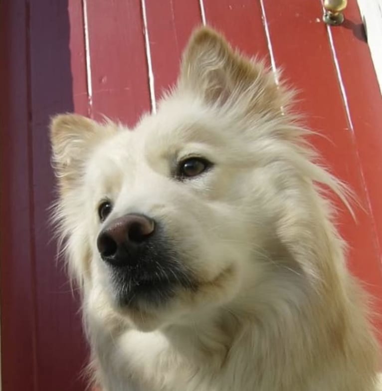 Whitlow, a Chow Chow and German Shepherd Dog mix tested with EmbarkVet.com