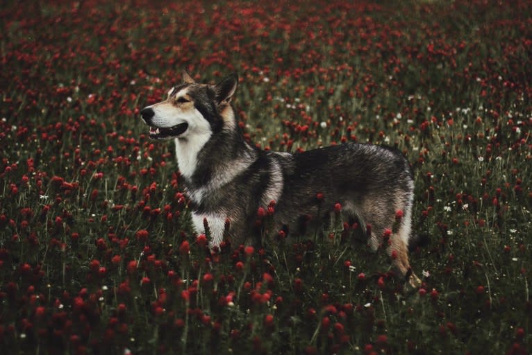 Oberon Wakanda Tachunga, a Saarloos Wolfdog tested with EmbarkVet.com