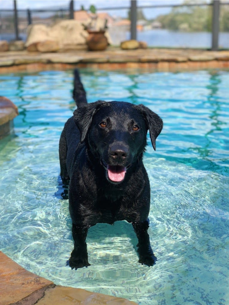 Tia, a Labrador Retriever tested with EmbarkVet.com