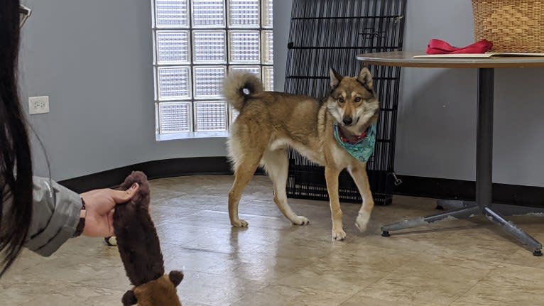 Apollo, a West Siberian Laika tested with EmbarkVet.com