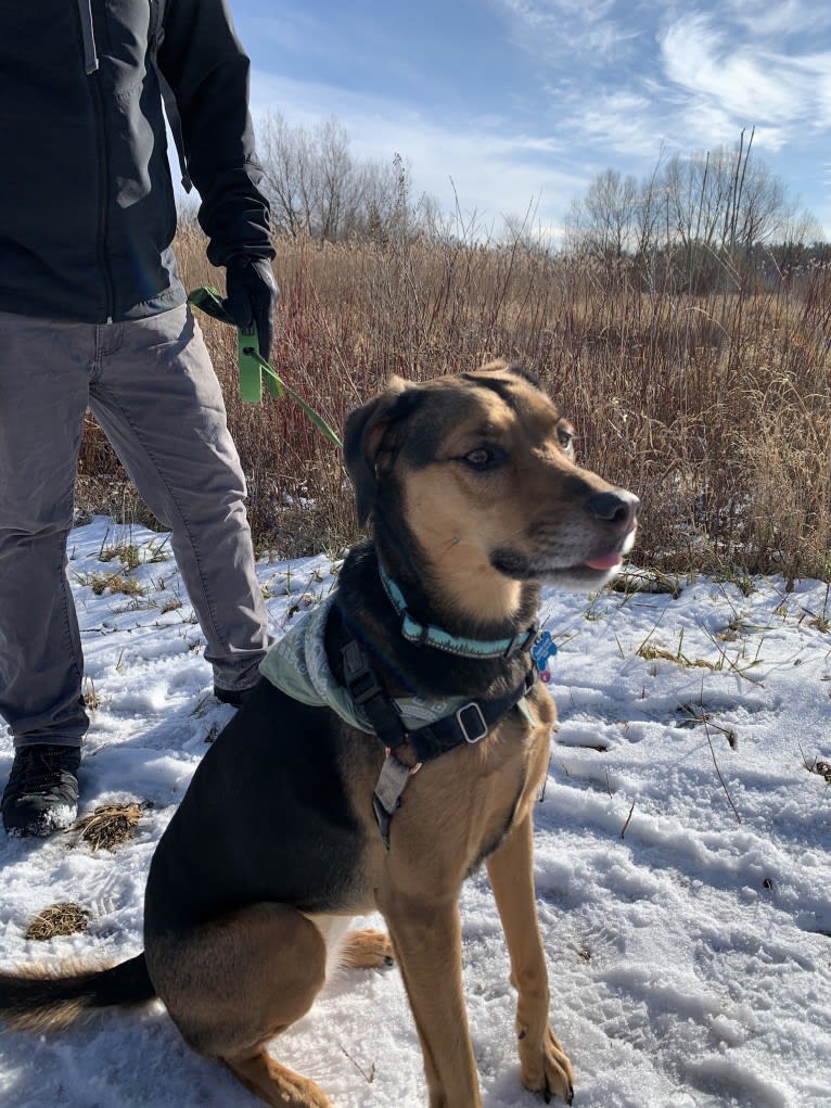 Tamby, an American Foxhound and German Shepherd Dog mix tested with EmbarkVet.com