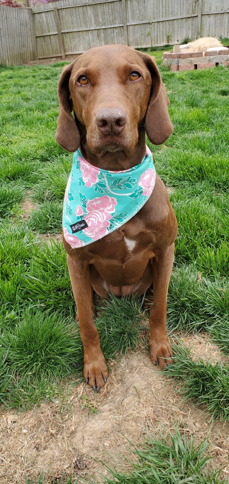 Dakota, a Chesapeake Bay Retriever and German Shorthaired Pointer mix tested with EmbarkVet.com