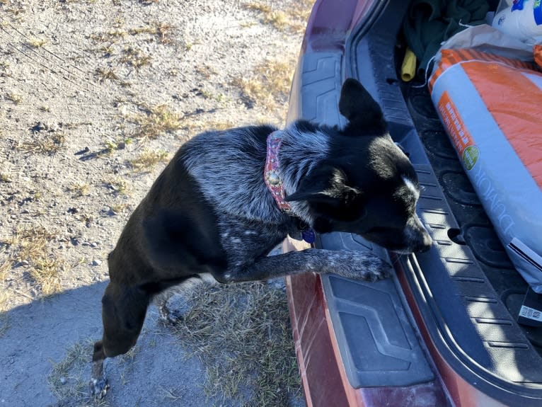 Mist, an Australian Cattle Dog and Australian Shepherd mix tested with EmbarkVet.com