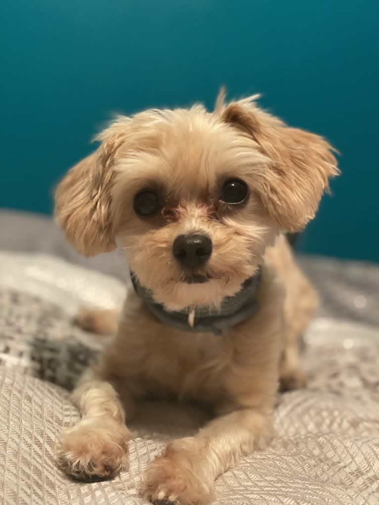 Ralphy, a Poodle (Small) and Cavalier King Charles Spaniel mix tested with EmbarkVet.com