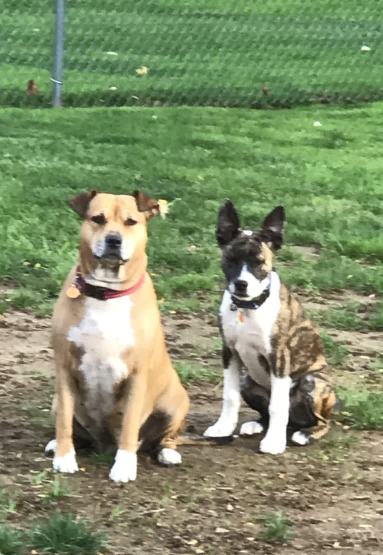 Bruno, an American Pit Bull Terrier and Siberian Husky mix tested with EmbarkVet.com