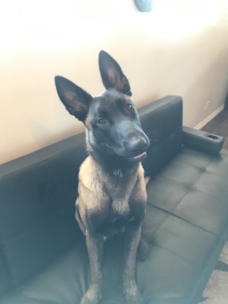 Hugo, a Belgian Malinois and Dutch Shepherd mix tested with EmbarkVet.com