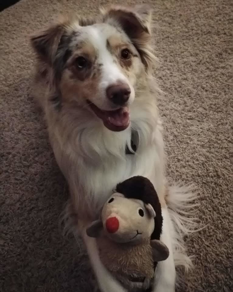 Brizzie, an Australian Shepherd tested with EmbarkVet.com