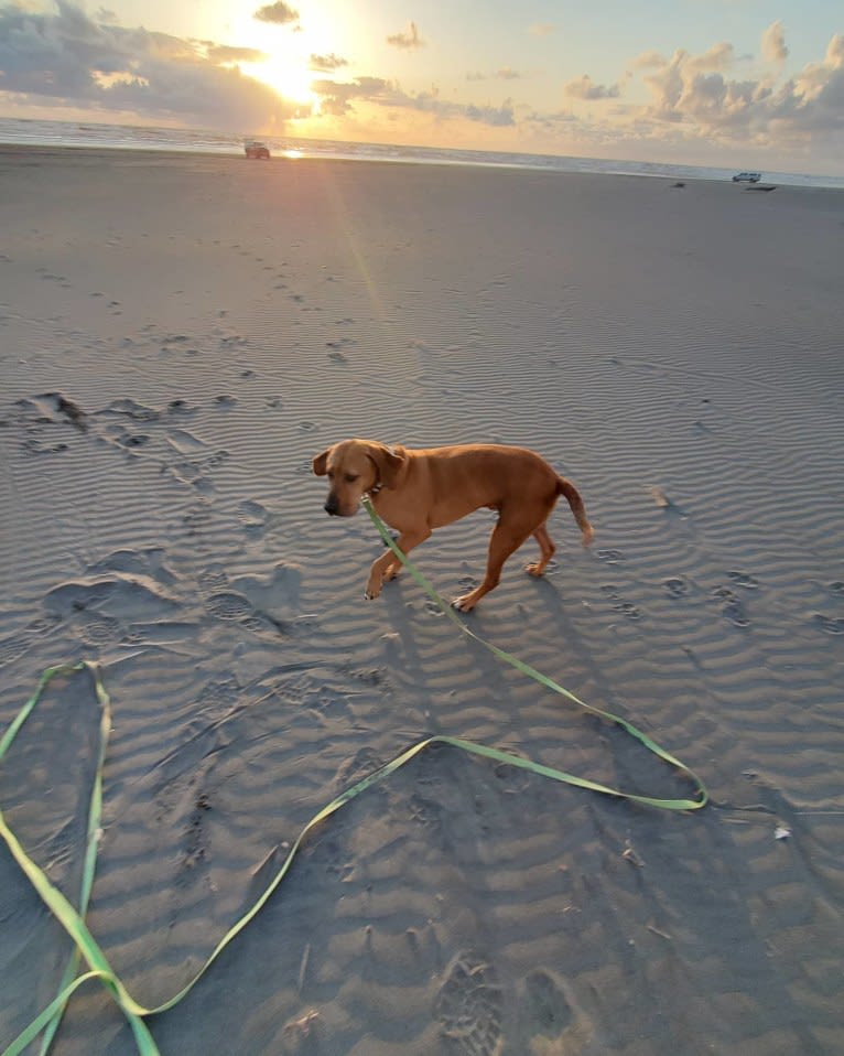 Gus, a Redbone Coonhound and American Pit Bull Terrier mix tested with EmbarkVet.com