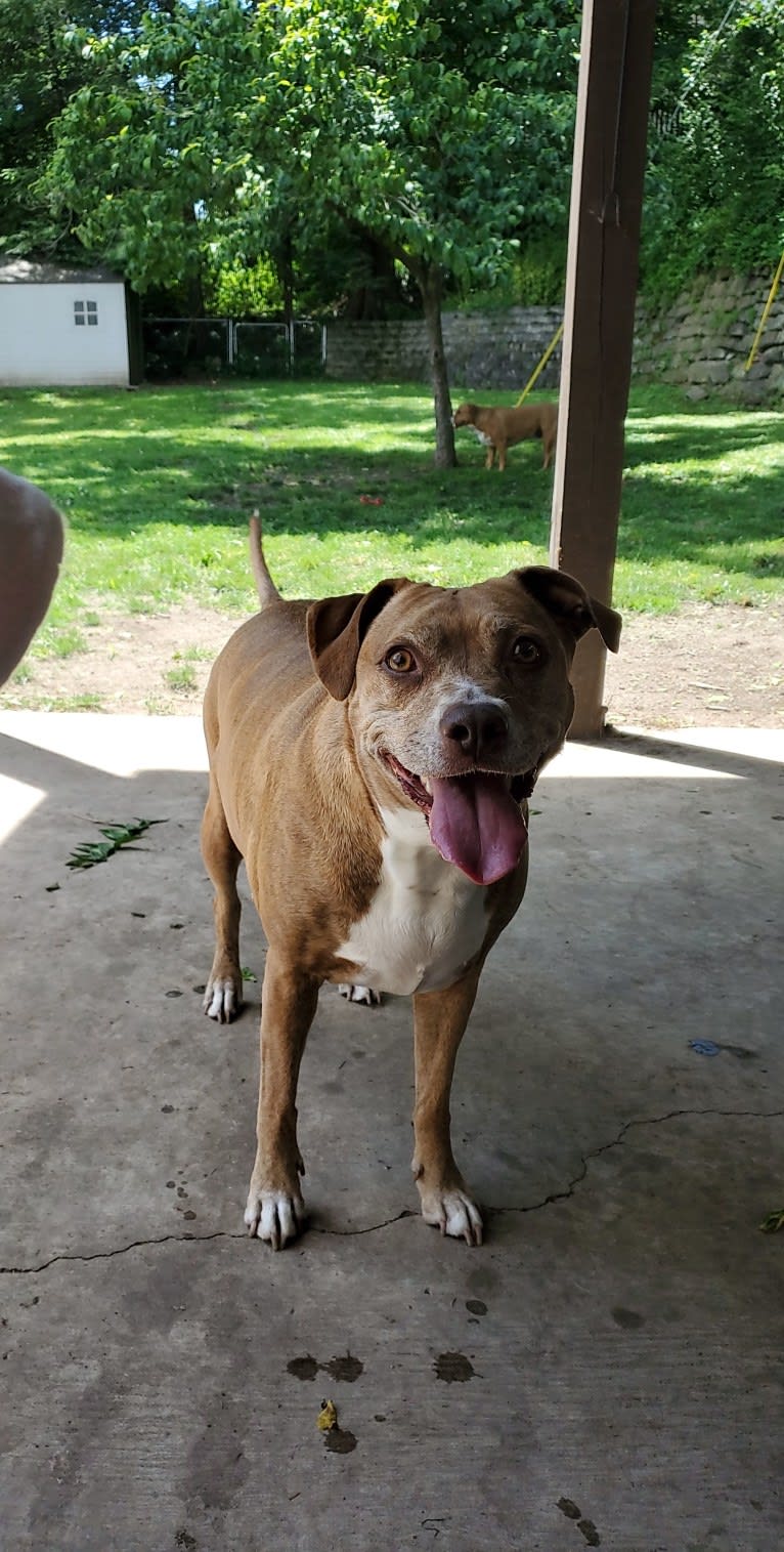 Buttercup, an American Pit Bull Terrier and Labrador Retriever mix tested with EmbarkVet.com