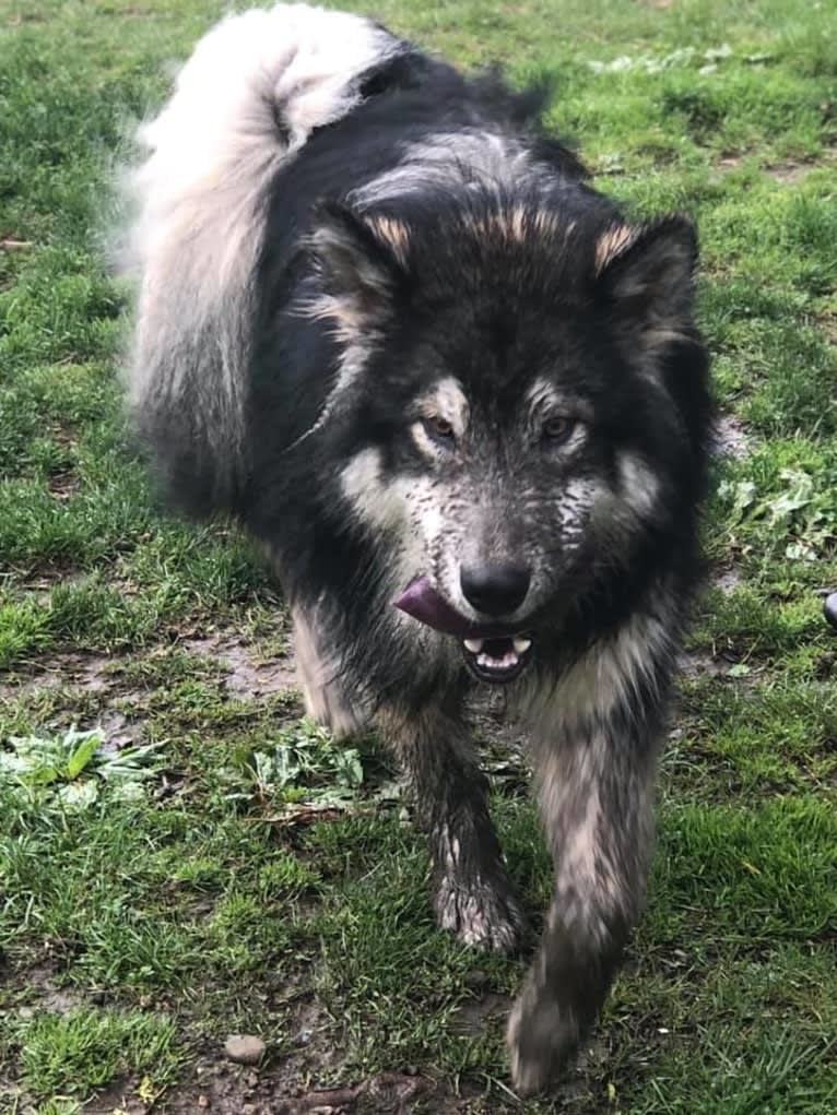 Appa, an Alaskan Malamute tested with EmbarkVet.com