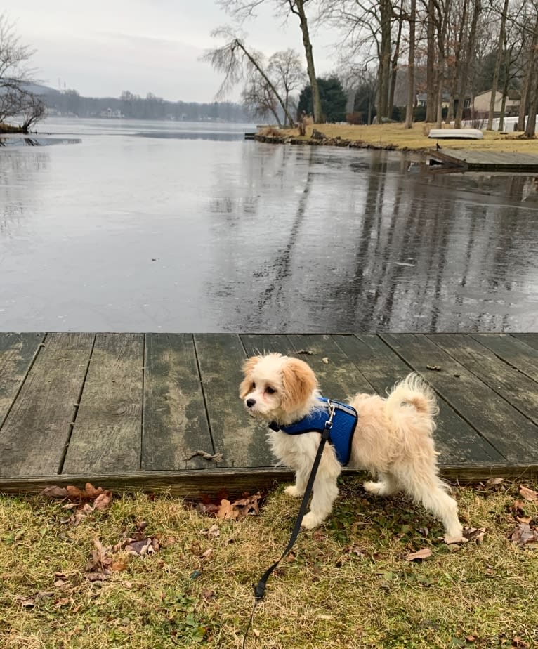 Shiloh, a Cavalier King Charles Spaniel and Bichon Frise mix tested with EmbarkVet.com