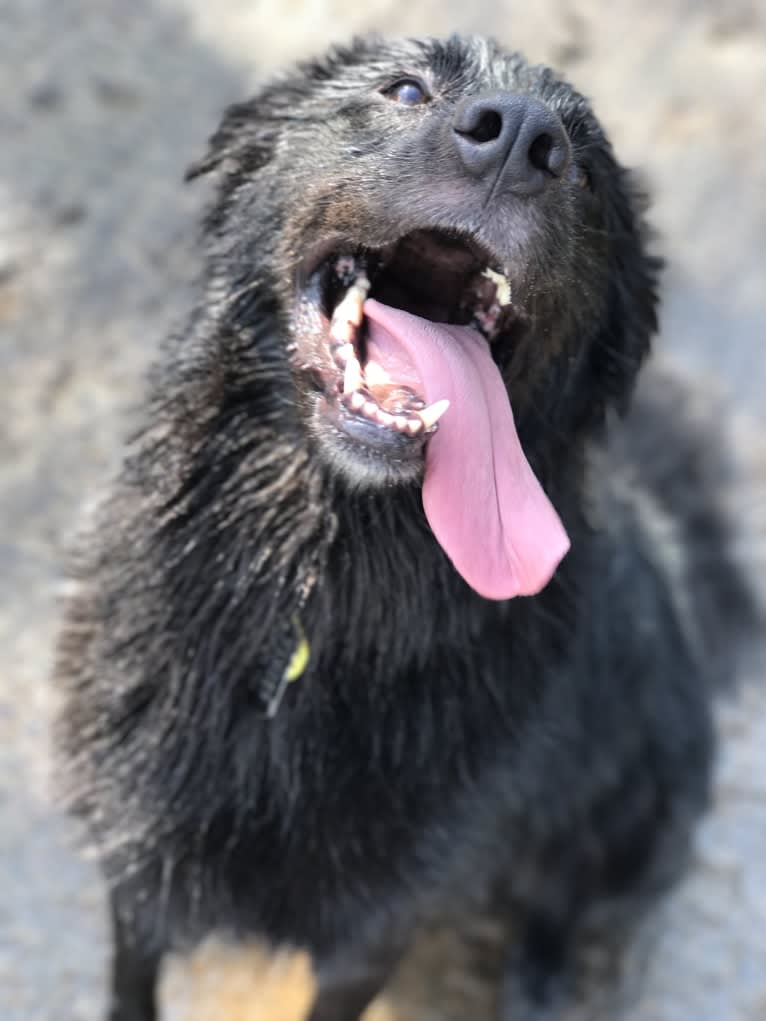 Ranger, a Labrador Retriever and Golden Retriever mix tested with EmbarkVet.com