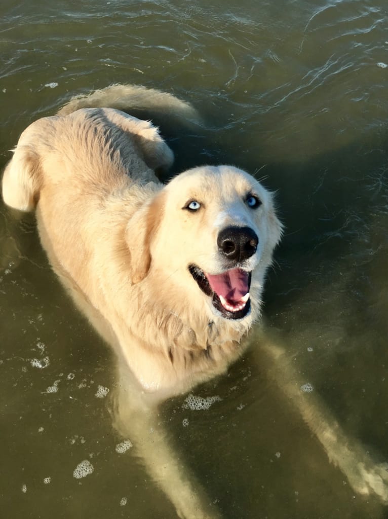 Riggs, a Labrador Retriever and German Shepherd Dog mix tested with EmbarkVet.com