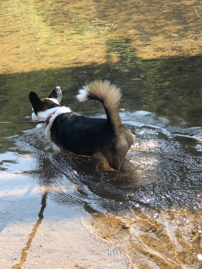 Freddie, a Pembroke Welsh Corgi and Shih Tzu mix tested with EmbarkVet.com