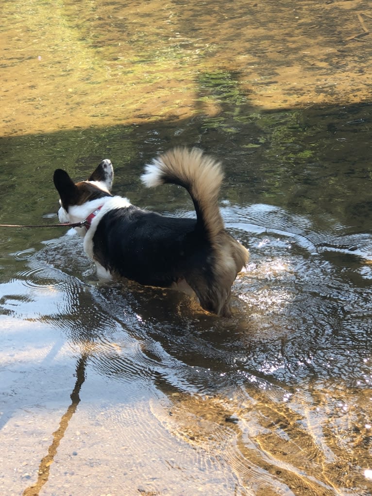 Freddie, a Pembroke Welsh Corgi and Shih Tzu mix tested with EmbarkVet.com