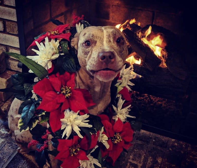 Tammy, an American Pit Bull Terrier and Boxer mix tested with EmbarkVet.com