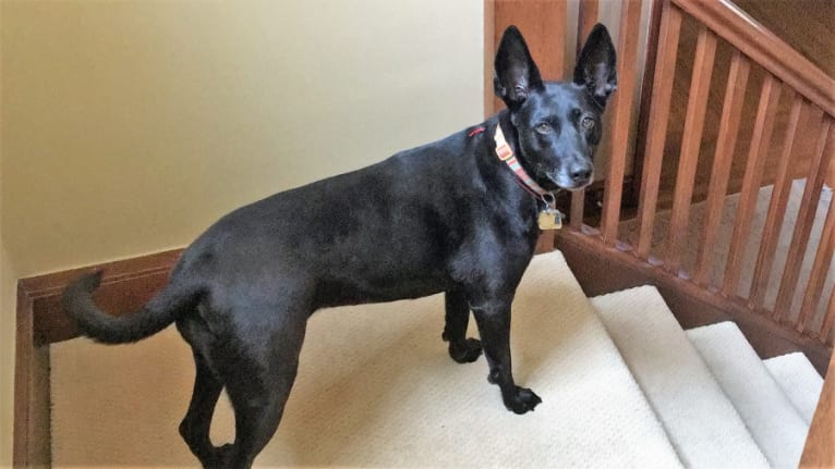 Sadie, a Formosan Mountain Dog tested with EmbarkVet.com