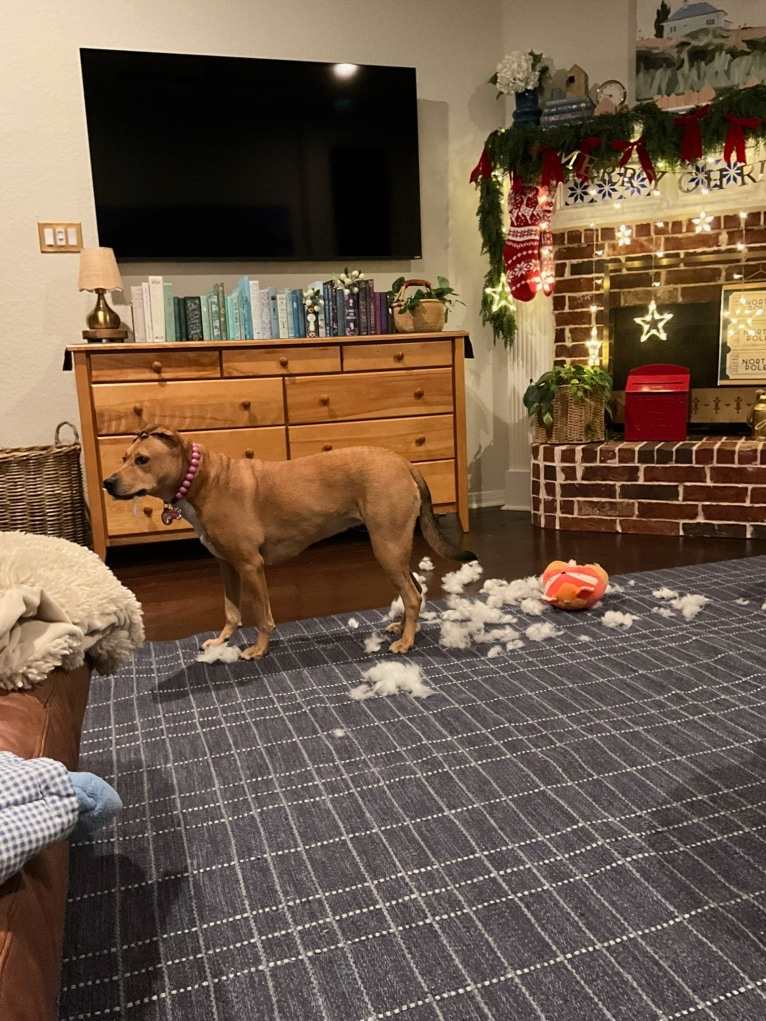 Everest, an American Pit Bull Terrier and Chow Chow mix tested with EmbarkVet.com