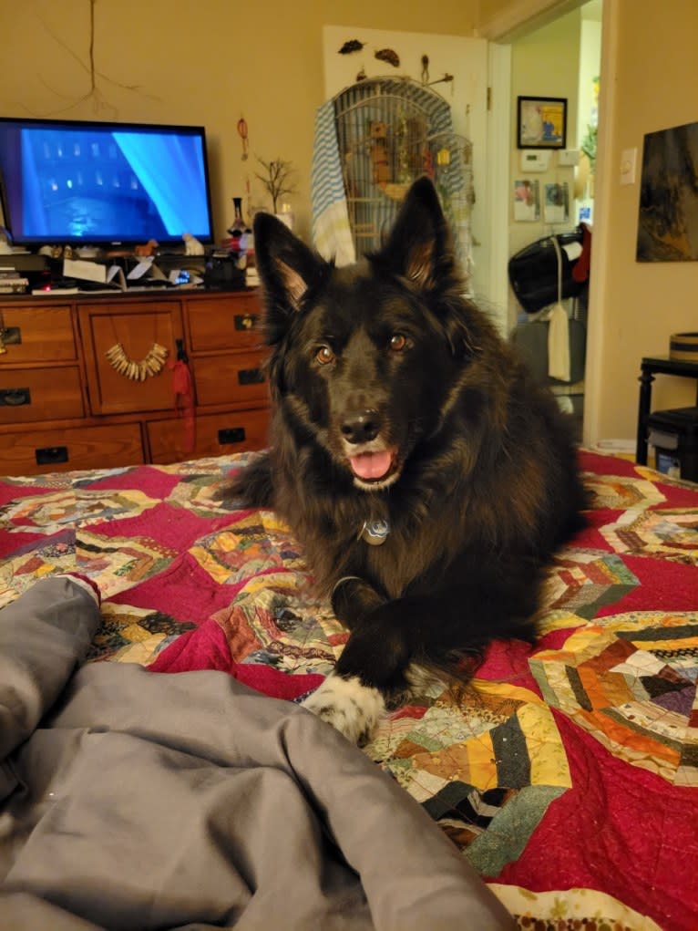 Kelly, a Border Collie and Canadian Eskimo Dog mix tested with EmbarkVet.com