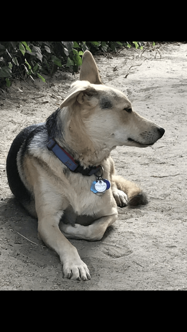 Indy, a German Shepherd Dog and Chow Chow mix tested with EmbarkVet.com