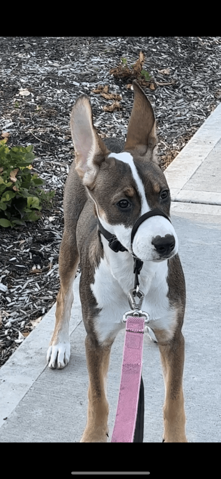 Michelada, an American Pit Bull Terrier and Boxer mix tested with EmbarkVet.com