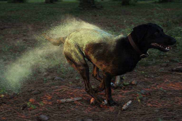 Curiosity Blue, a Labrador Retriever and Australian Shepherd mix tested with EmbarkVet.com