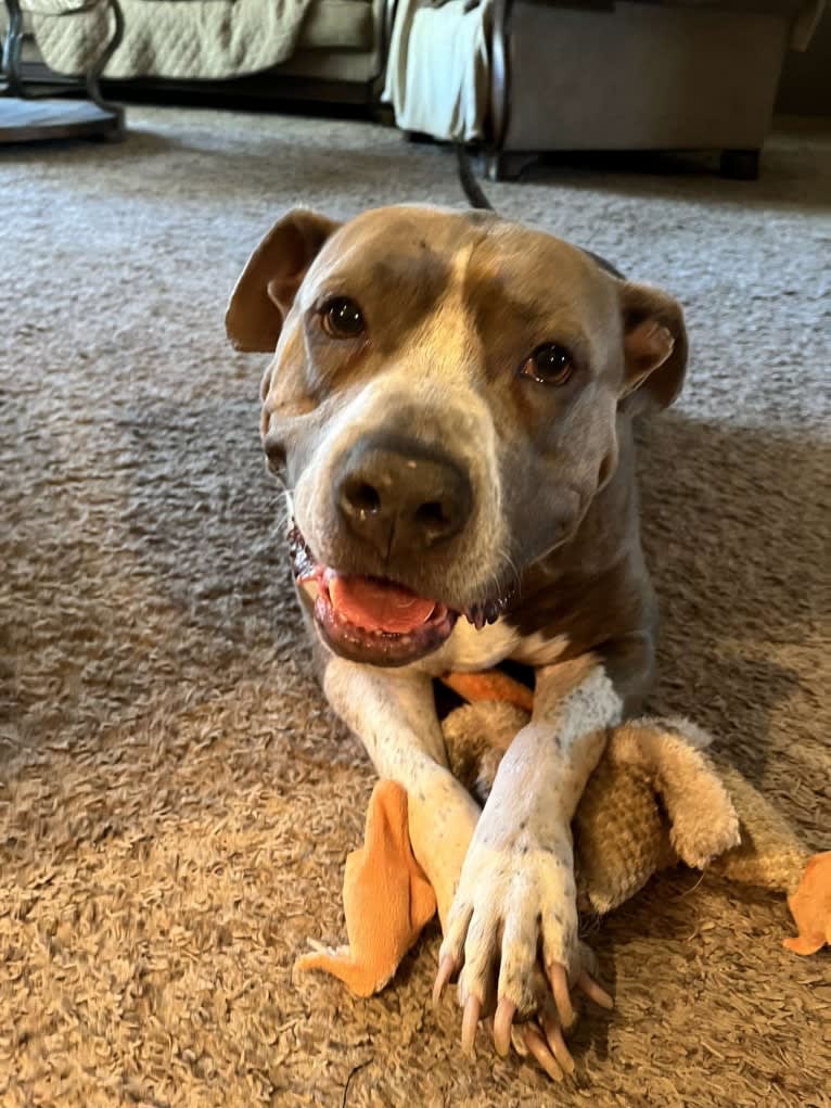 Rigby, an American Bully tested with EmbarkVet.com