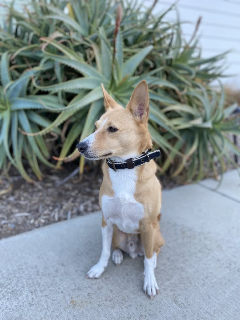 Ebo, a Basenji and Miniature Schnauzer mix tested with EmbarkVet.com