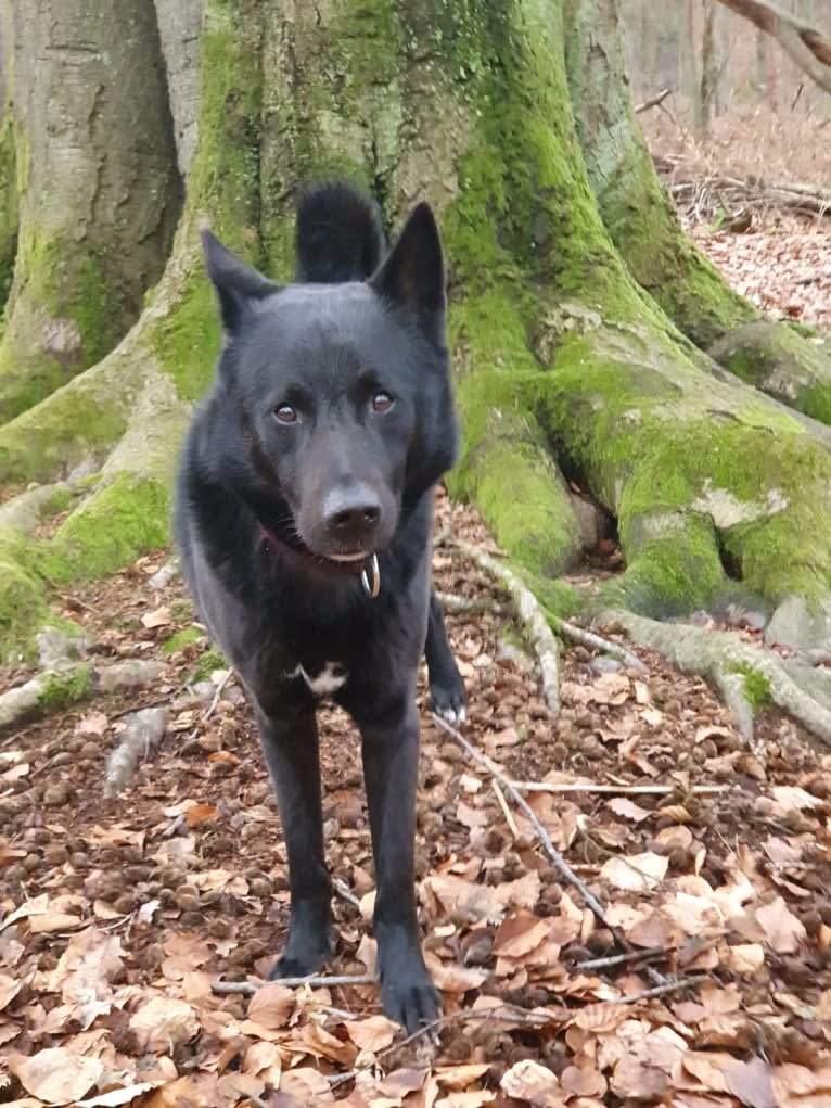 Moshae, a Canaan Dog tested with EmbarkVet.com