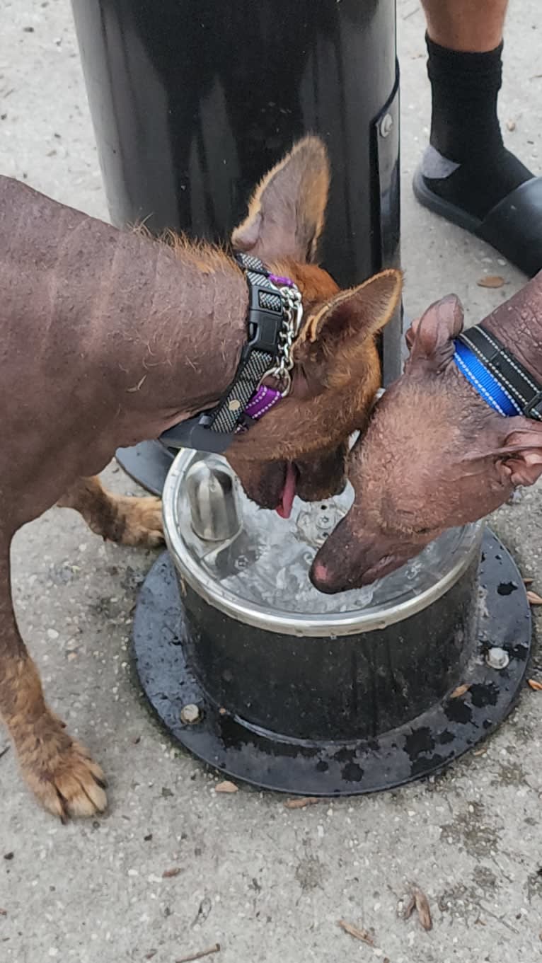 Neeko, a Xoloitzcuintli (8.7% unresolved) tested with EmbarkVet.com