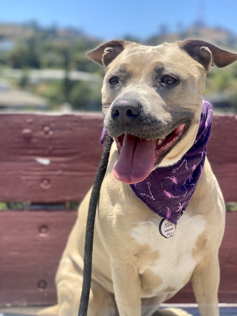 Dani, an American Bully and German Shepherd Dog mix tested with EmbarkVet.com