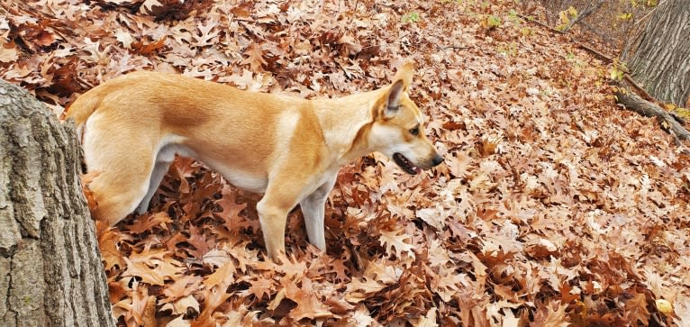 Bones, a Carolina Dog tested with EmbarkVet.com