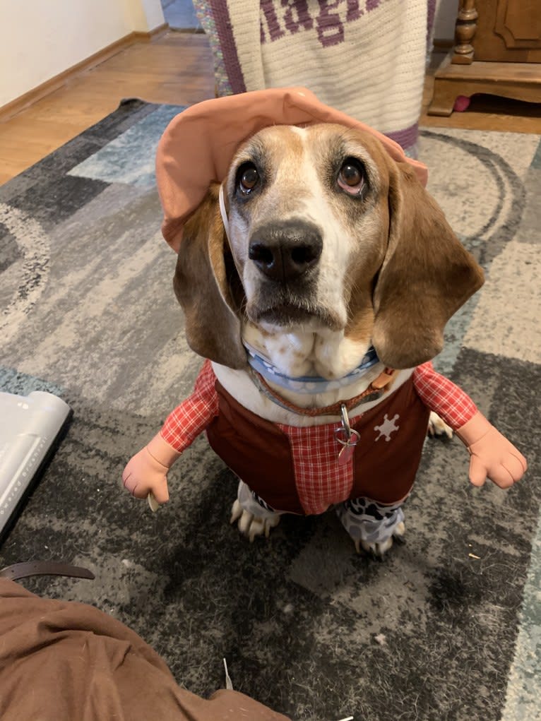 Leia, a Basset Hound tested with EmbarkVet.com