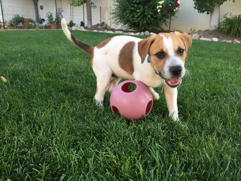 Canna, an American Pit Bull Terrier and Australian Cattle Dog mix tested with EmbarkVet.com