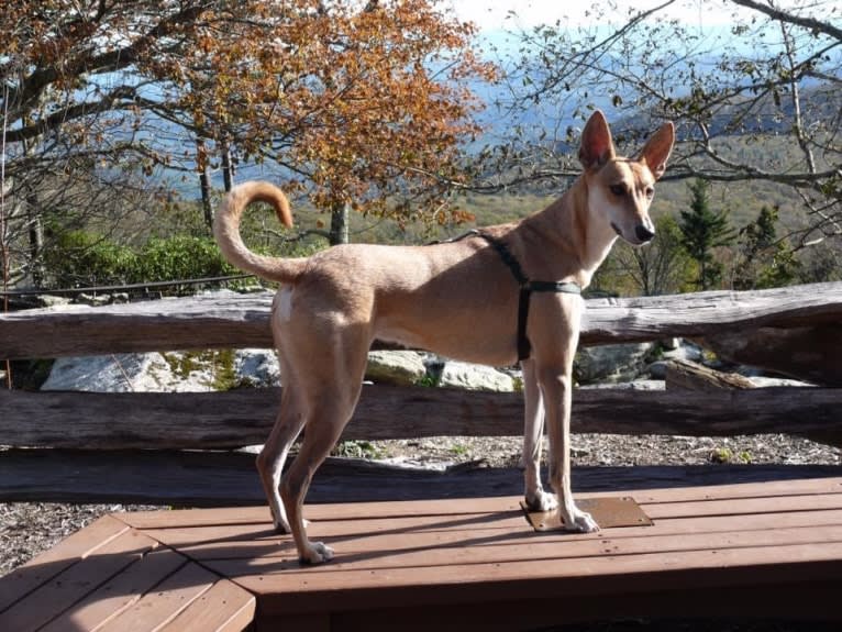 Banbury Cross Mochi, a Carolina Dog tested with EmbarkVet.com