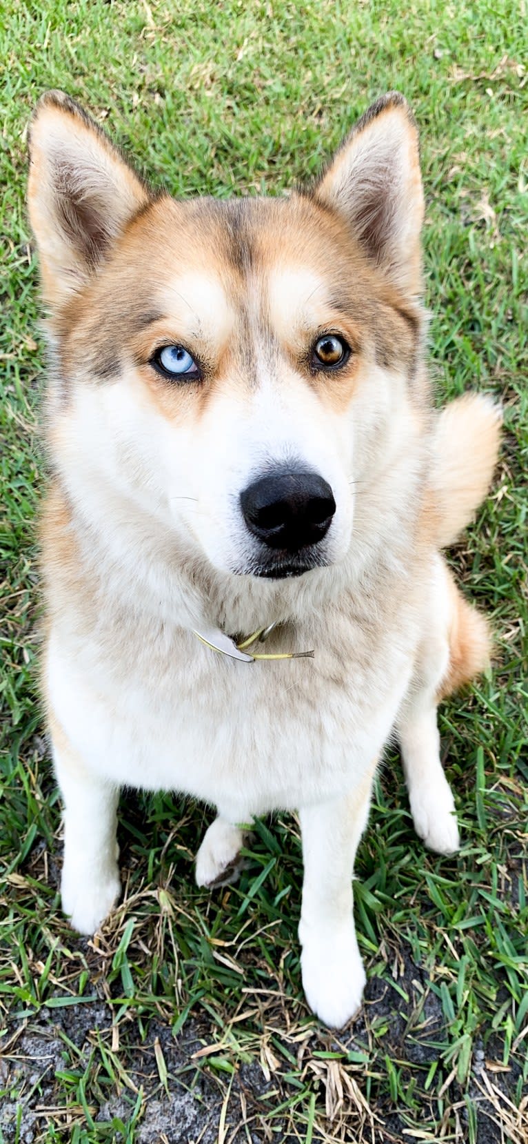 Yuma, a Siberian Husky tested with EmbarkVet.com